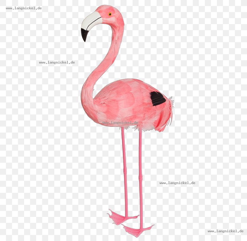 Water Bird Greater Flamingo Animal, PNG, 800x800px, Bird, Animal, Beak, Flamingo, Flamingos Download Free