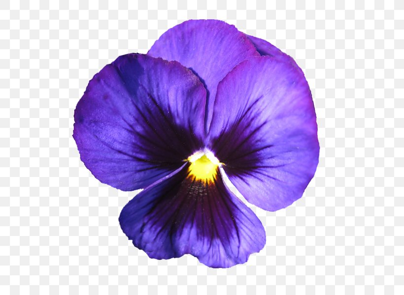 African Violet Pansy Purple Flower Sweet Violet, PNG, 800x600px, African Violet, African Violets, Annual Plant, Color, Flower Download Free