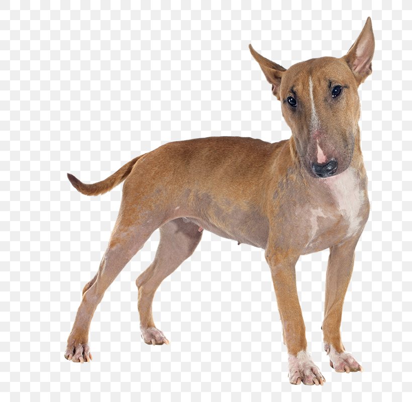 Bull Terrier (Miniature) Yorkshire Terrier Dalmatian Dog Staffordshire Bull Terrier, PNG, 795x800px, Bull Terrier, American Kennel Club, American Pit Bull Terrier, Animal, Breed Download Free