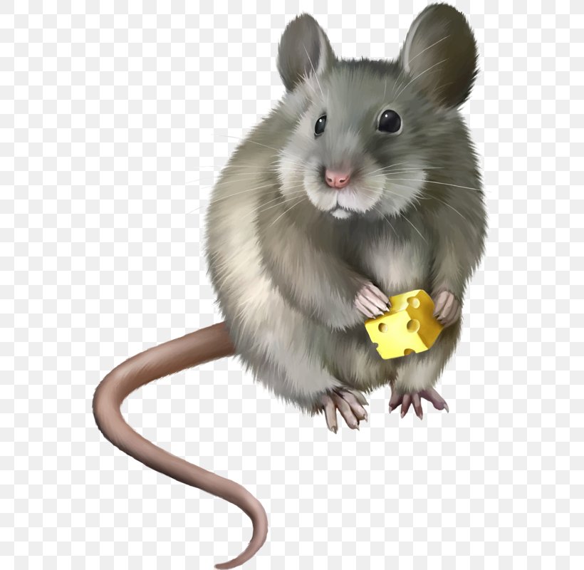 Computer Mouse Laboratory Rat Clip Art, PNG, 562x800px, Mouse, Brown Rat, Computer Mouse, Dormouse, Fauna Download Free
