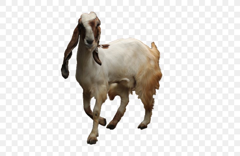 Jamnapari Goat Boer Goat Sheep Sate Kambing Goat Farming, PNG, 523x534px, Jamnapari Goat, Animal Husbandry, Boer Goat, Cow Goat Family, Goat Download Free