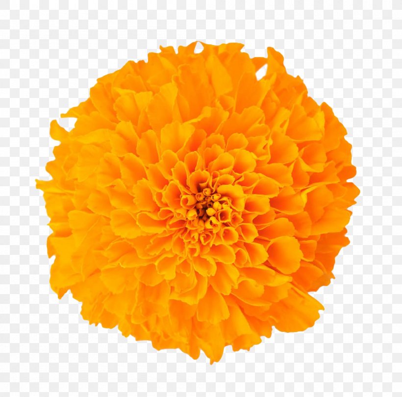 Mexican Marigold Dietary Supplement Baileya Multiradiata Flower Lutein, PNG, 1000x989px, Mexican Marigold, Baileya, Baileya Multiradiata, Calendula, Calendula Officinalis Download Free