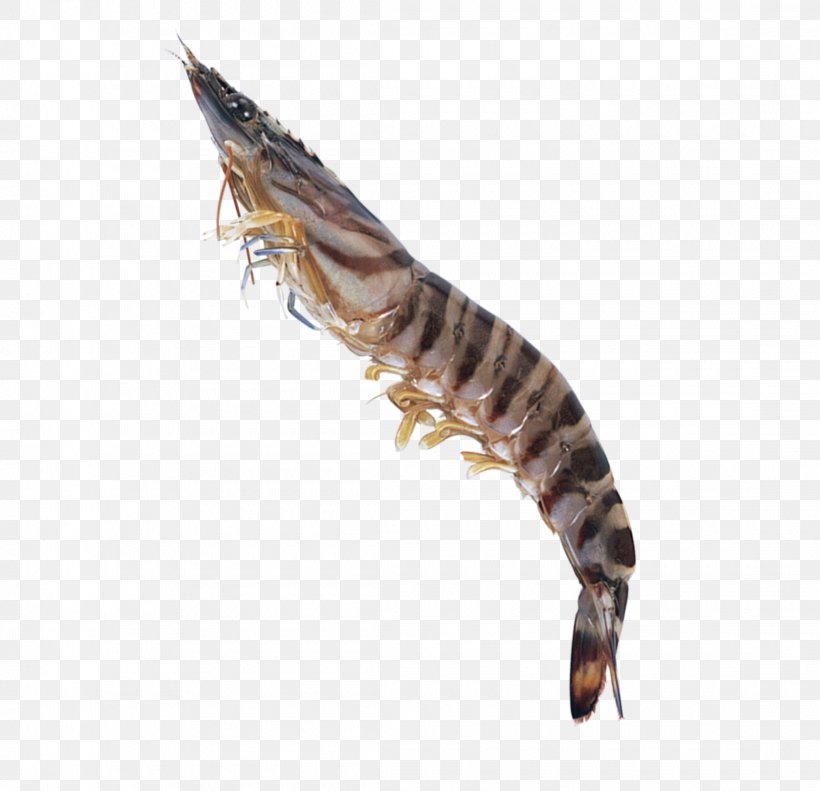 Caridea Tiger Seafood Shrimp Palinurus, PNG, 2220x2143px, Caridea, American Lobster, Fauna, Fish, Food Download Free