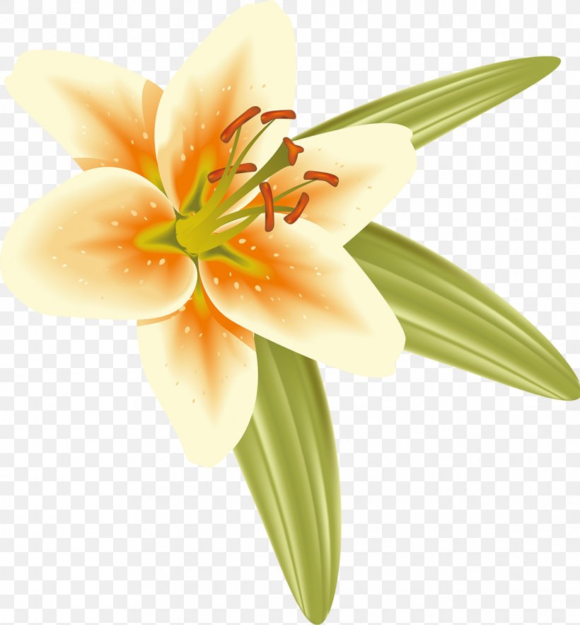 Cut Flowers Liliaceae Daylily Plant, PNG, 1114x1200px, Flower, Cut Flowers, Daylily, Family, Flowering Plant Download Free
