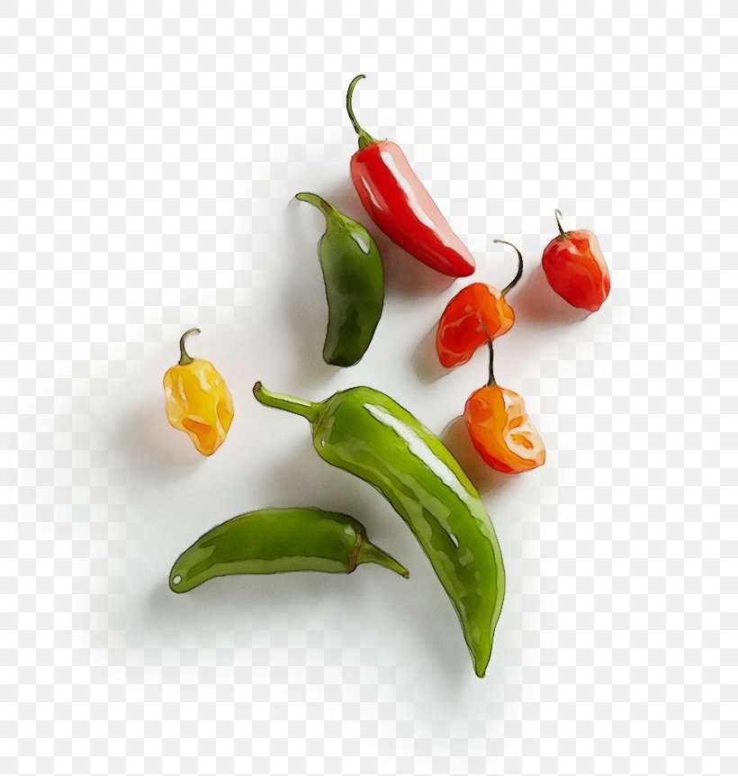 Malagueta Pepper Serrano Pepper Tabasco Pepper Bird's Eye Chili Chili Pepper, PNG, 800x862px, Watercolor, Bell Peppers And Chili Peppers, Birds Eye Chili, Cayenne Pepper, Chili Pepper Download Free