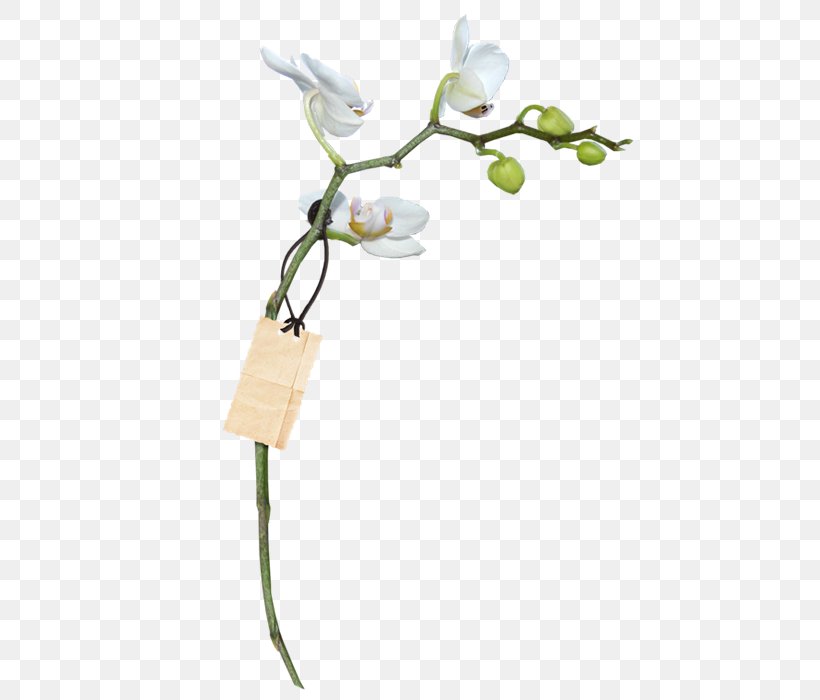 Orchids Flower WebP, PNG, 700x700px, Orchids, Editing, Flower, Information, Moth Orchids Download Free
