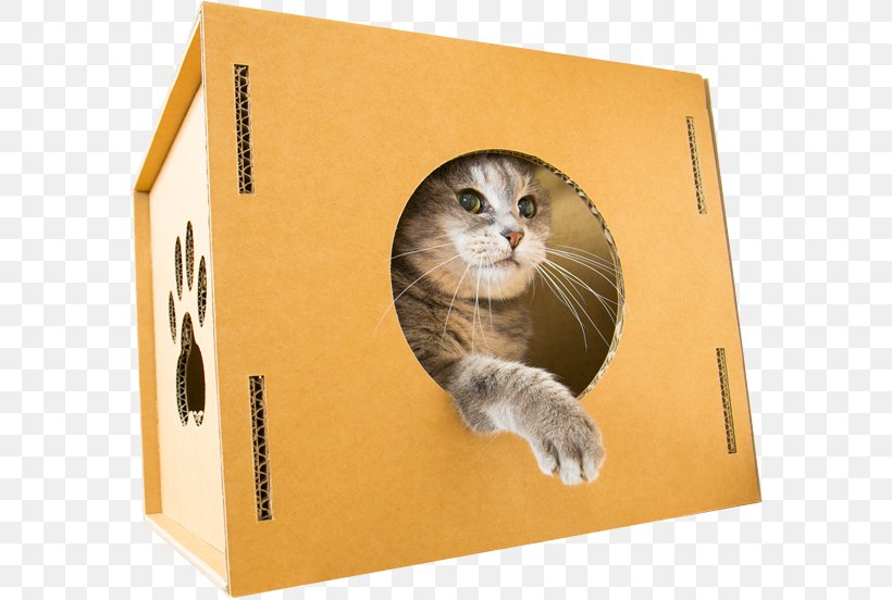 Whiskers Kitten Cat キャットウォーク Paw, PNG, 582x552px, Whiskers, Box, Carnivoran, Cat, Cat Like Mammal Download Free