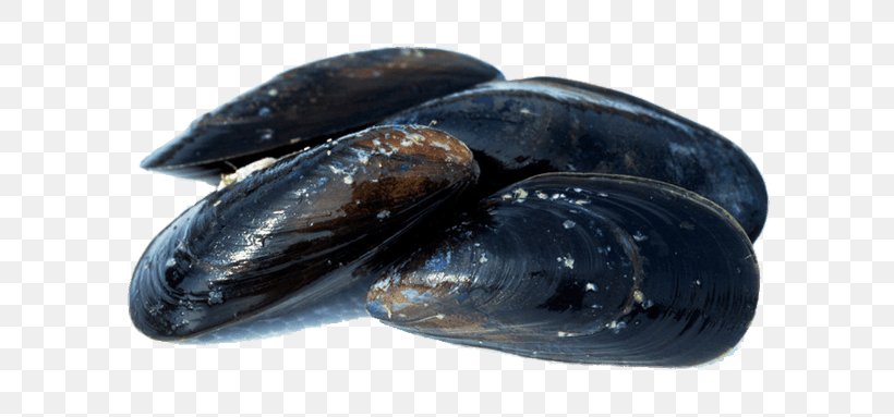 Blue Mussel Oyster Shellfish Seafood, PNG, 700x383px, Mussel, Animal Source Foods, Blue Mussel, Clam, Clams Oysters Mussels And Scallops Download Free
