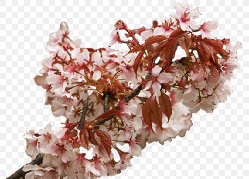 Cherry Blossom Spring Flower ST.AU.150 MIN.V.UNC.NR AD Lilac, PNG, 777x590px, Cherry Blossom, Blossom, Branch, Flower, Lilac Download Free