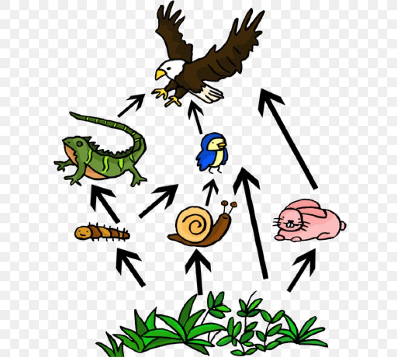 Food Web Consumer Food Chain Ecosystem Ecological Stability, PNG, 612x737px, Food Web, Abiotic Component, Art, Artwork, Beak Download Free