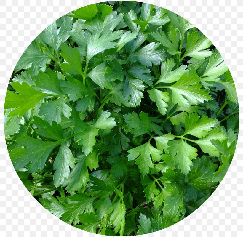 Parsley Herb Spice Vegetable Food, PNG, 800x800px, Parsley, Celery, Chervil, Chives, Condiment Download Free