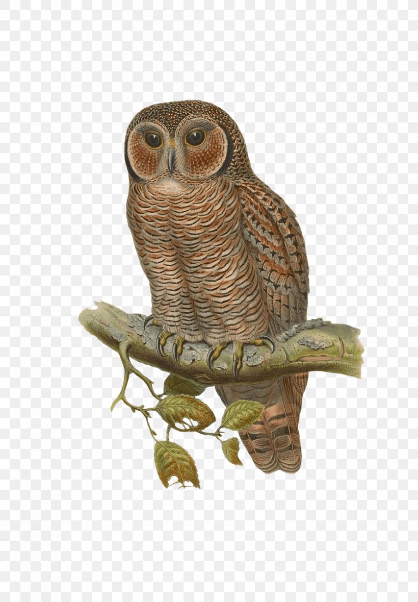 Snowy Owl Bird Eurasian Eagle-owl, PNG, 889x1280px, Owl, Barn Owl, Beak, Bird, Bird Of Prey Download Free