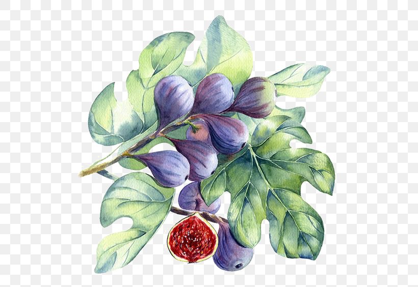 Watercolor Painting Common Fig, PNG, 564x564px, Watercolor Painting, Art, Calligraphy, Common Fig, Drawing Download Free
