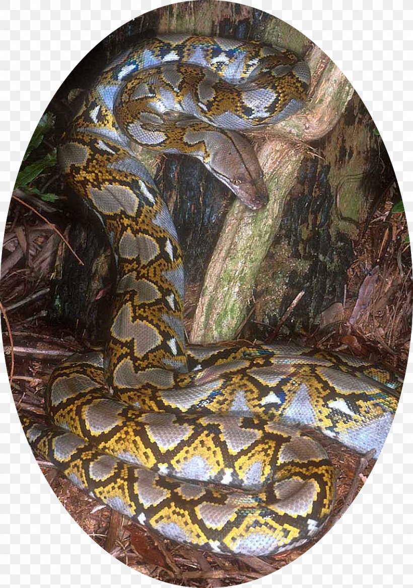 Boa Constrictor Snake Reptile Reticulated Python Burmese Python, PNG, 1023x1457px, Boa Constrictor, African Rock Python, Anaconda, Ball Python, Boas Download Free