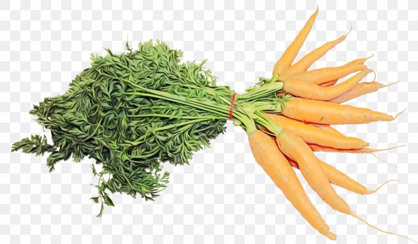 Carrot Plant Vegetable Food Ingredient, PNG, 1280x747px, Watercolor, Carrot, Cuisine, Flower, Food Download Free
