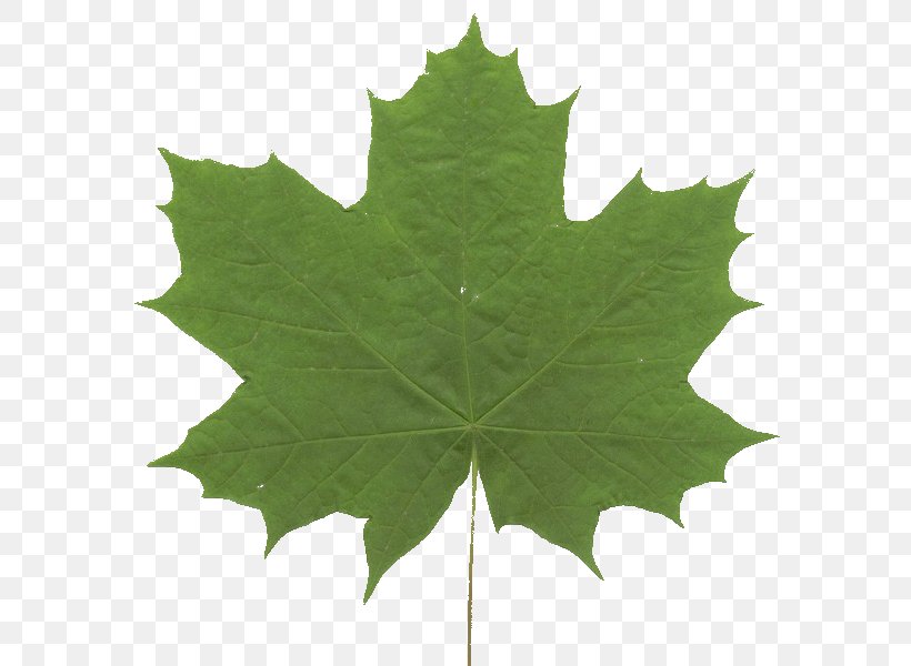 Maple Leaf Green Grape Leaves Symmetry, PNG, 600x600px, Maple Leaf, Grape Leaves, Grapevines, Green, Leaf Download Free