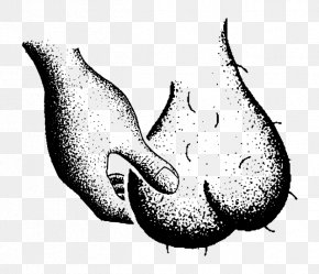 clipart testicle