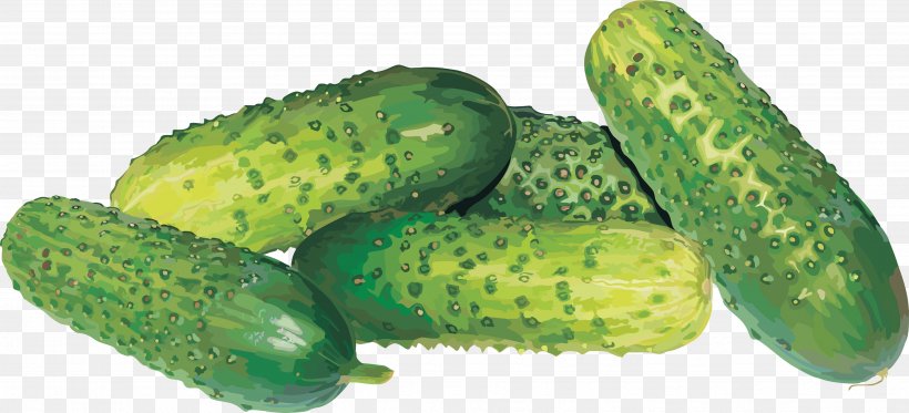 Pickled Cucumber, PNG, 3728x1697px, Cucumber, Cucumber Gourd And Melon Family, Cucumis, Food, Gherkin Download Free