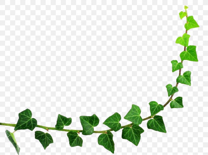 Semicircle Leaf, PNG, 1024x762px, Semicircle, Branch, Flora, Flower, Flowering Plant Download Free
