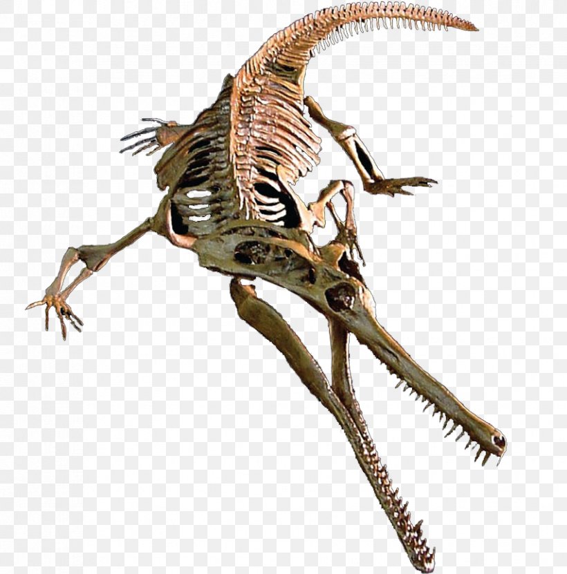 Velociraptor Champsosaurus Tyrannosaurus Judith River Formation Maiasaura, PNG, 853x865px, Velociraptor, Carnivoran, Champsosaurus, Champsosaurus Laramiensis, Cretaceous Download Free