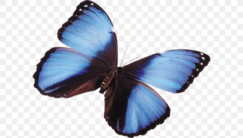 Натяжна стеля Butterfly Ceiling Clip Art, PNG, 600x466px, Butterfly, Arthropod, Atlas Moth, Blue, Brush Footed Butterfly Download Free