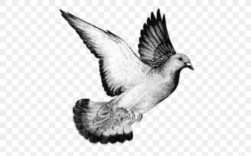 Columbidae Homing Pigeon Bird Drawing Release Dove, PNG, 512x512px, Columbidae, American Racing Pigeon Union, Animal, Beak, Bird Download Free