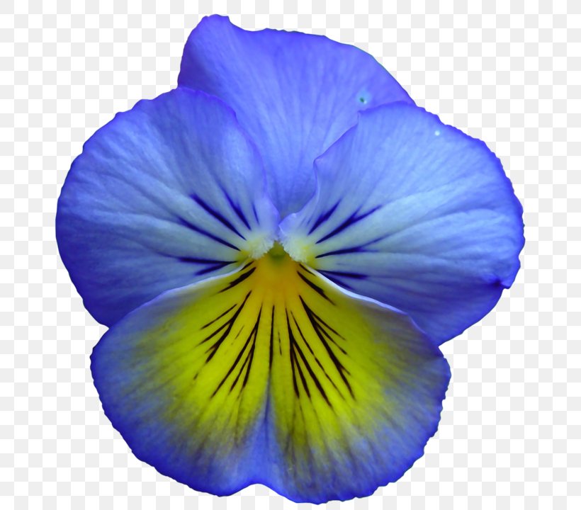 Pansy Flower Blue Yellow Clip Art, PNG, 740x720px, Pansy, Blue, Blue Rose, Color, Cut Flowers Download Free