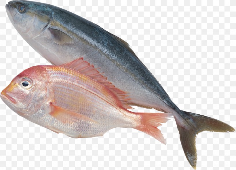 Sardine Fish Products Forage Fish Clip Art, PNG, 1024x737px, Sardine, Anchovy, Bonito, Cod, Fauna Download Free