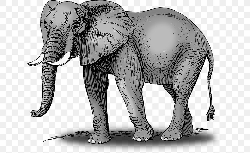 African Bush Elephant Drawing Elephantidae Clip Art, PNG, 640x503px, African Bush Elephant, African Elephant, Art, Art Museum, Black And White Download Free