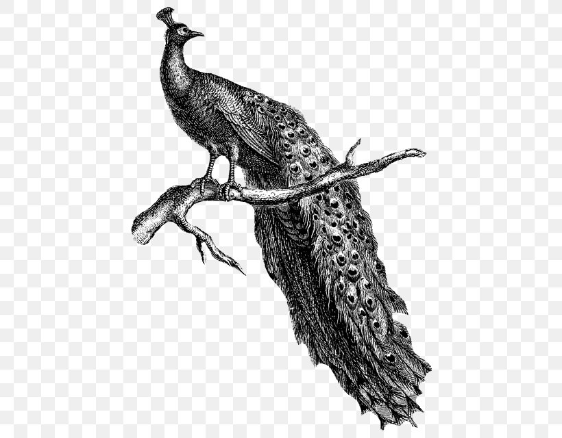 Beak Feather Fauna Clip Art Peafowl, PNG, 469x640px, Beak, Bird, Black And White, Fauna, Feather Download Free