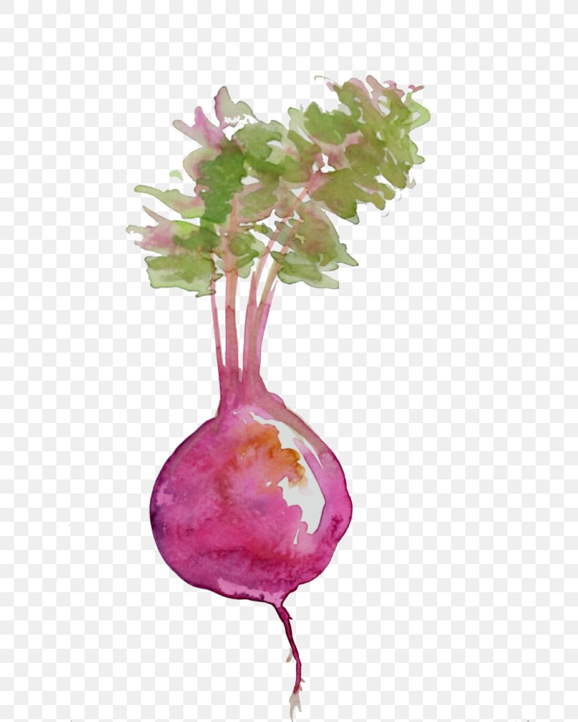 Beetroots Food Watercolor Painting, PNG, 683x1024px, Beetroot, Beet, Beetroots, Cooking, Drawing Download Free