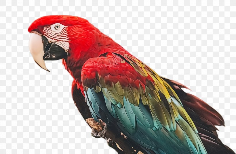 Colorful Background, PNG, 2472x1620px, Parrot, Beak, Bird, Colorful, Exotic Bird Download Free