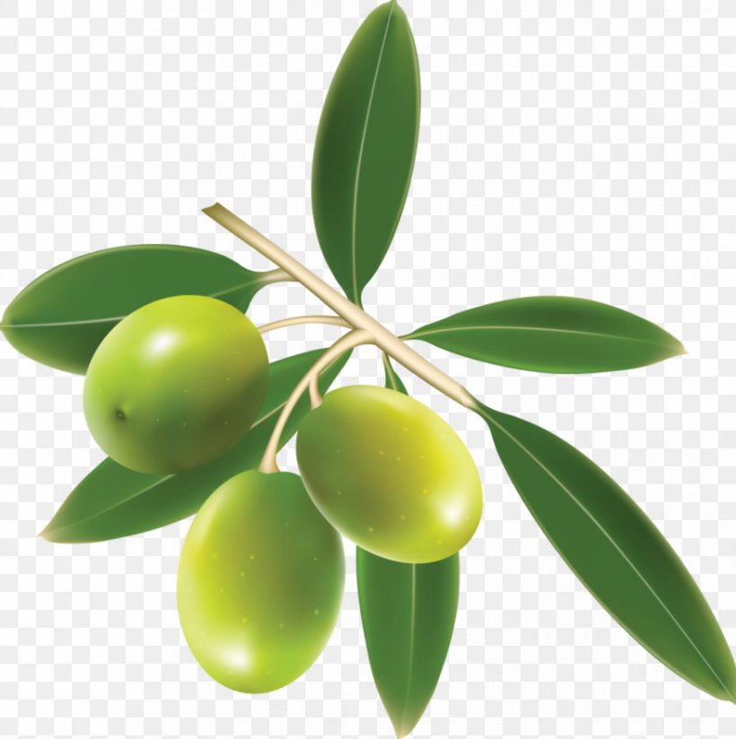 Haifa Netanya Sucesores De Hermanos López S A Olive Branch Oil, PNG, 877x882px, Haifa, Food, Fruit, Hojiblanca, Internet Download Free