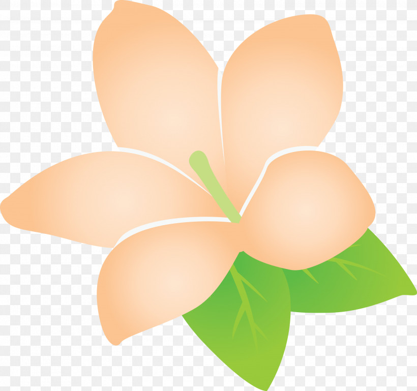 Jasmine Jasmine Flower, PNG, 3000x2814px, Jasmine, Flower, Jasmine Flower, Peach, Petal Download Free