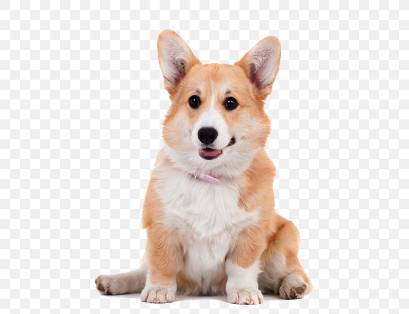 Pembroke Welsh Corgi Cardigan Welsh Corgi Shiba Inu Puppy Poodle, PNG, 499x631px, Pembroke Welsh Corgi, Ancient Dog Breeds, Breed, Cardigan Welsh Corgi, Carnivoran Download Free