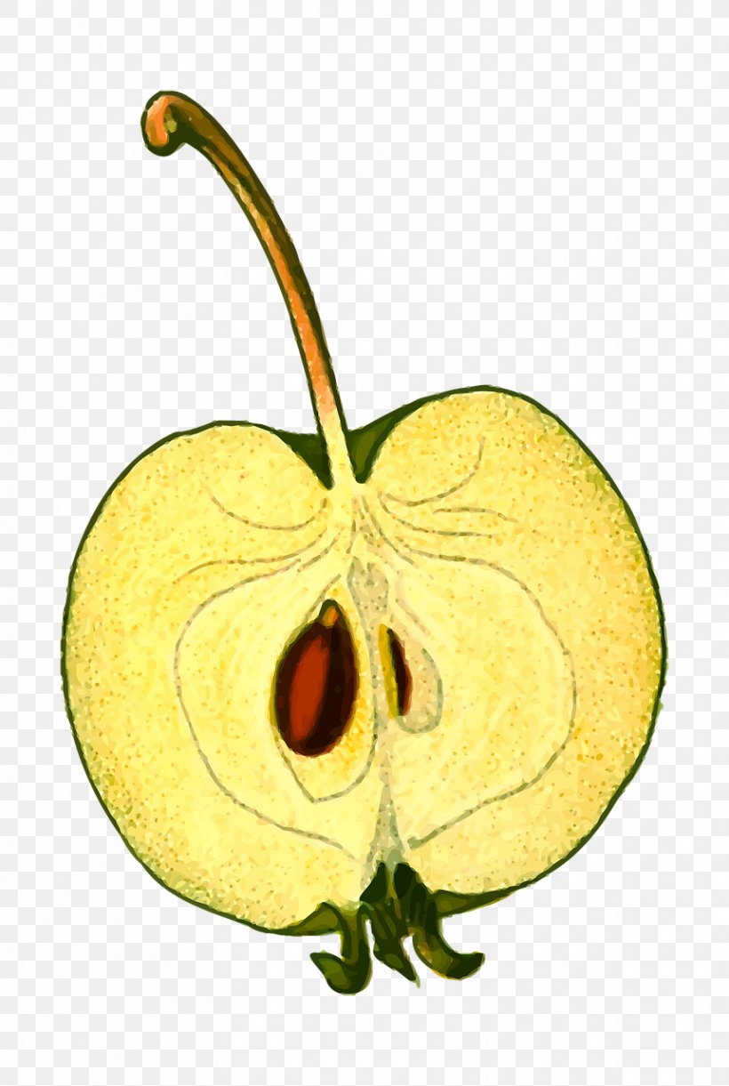 Apple Download Clip Art, PNG, 859x1280px, Apple, Auglis, Cucurbita, Flower, Flowering Plant Download Free
