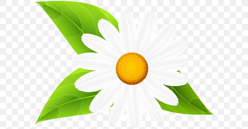 Clip Art Image Openclipart Common Daisy, PNG, 600x427px, Common Daisy, Art, Art Museum, Close Up, Daisy Download Free