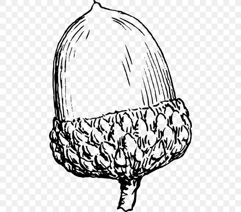 Acorn Oak Clip Art, PNG, 486x720px, Acorn, Artwork, Black And White, Drawing, Hat Download Free