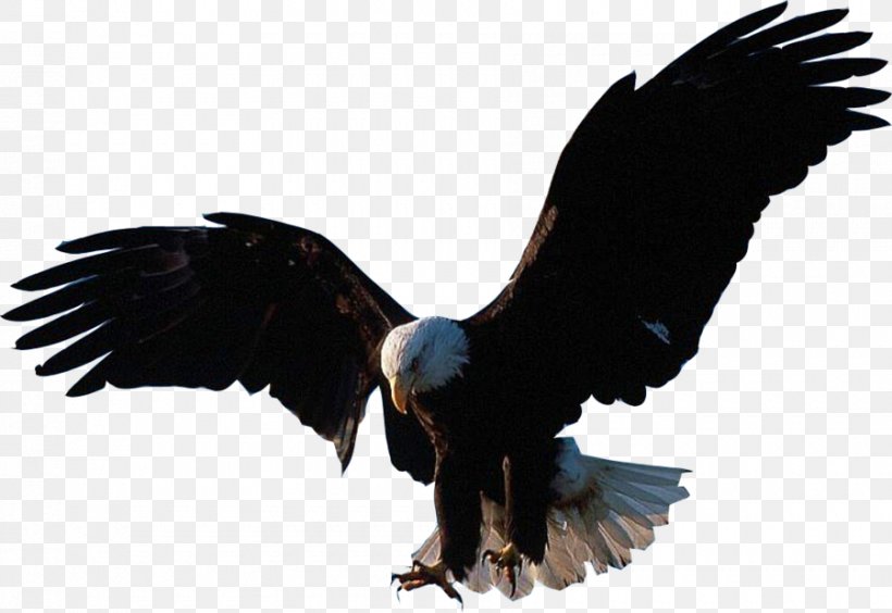 Bald Eagle Bird Flight, PNG, 900x620px, Bald Eagle, Accipitriformes, Beak, Bird, Bird Flight Download Free