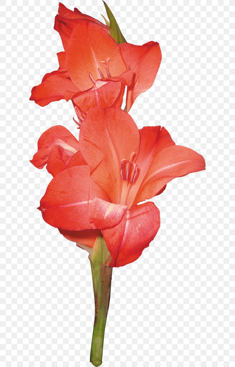 Flower Colour Reverse Clip Art, PNG, 618x1280px, Flower, Amaryllis, Amaryllis Belladonna, Amaryllis Family, Canna Family Download Free