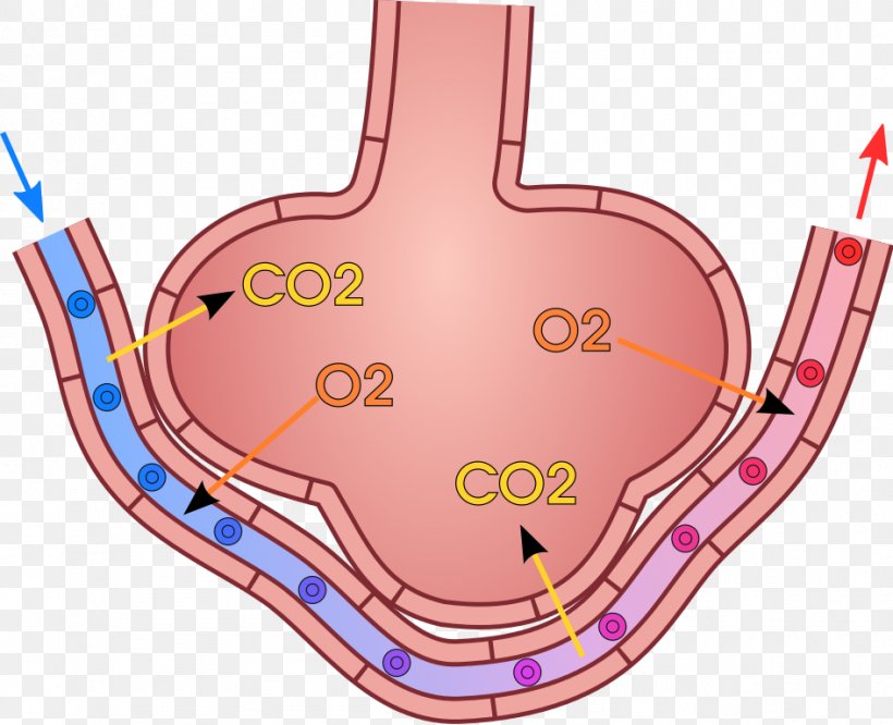 Gas Exchange Pulmonary Alveolus Lung Breathing, PNG, 945x768px, Watercolor, Cartoon, Flower, Frame, Heart Download Free