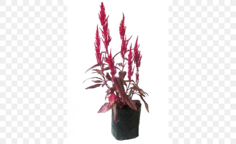 Houseplant Flowerpot Pink M Amaranthaceae, PNG, 500x500px, Houseplant, Amaranth, Amaranth Family, Amaranthaceae, Aquarium Decor Download Free