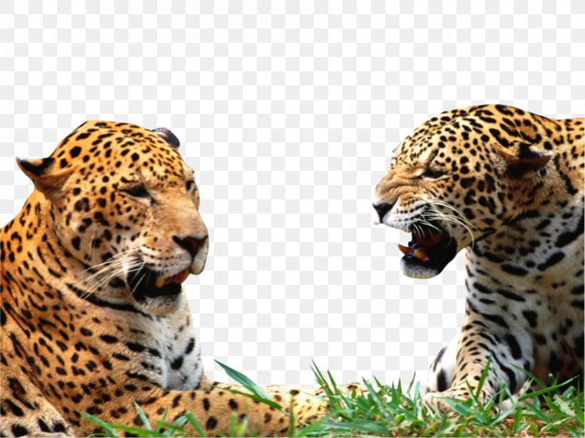Jaguar Leopard Lion Cheetah Black Panther, PNG, 900x675px, Watercolor, Cartoon, Flower, Frame, Heart Download Free