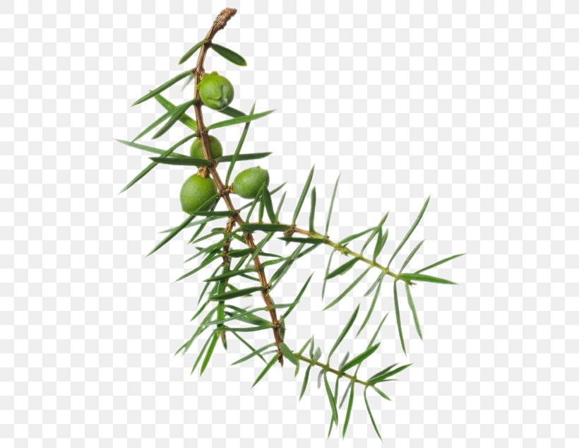Larch Twig Juniper Berry Plant Stem, PNG, 515x634px, Larch, Branch, Conifer, Cupressaceae, Cypress Family Download Free