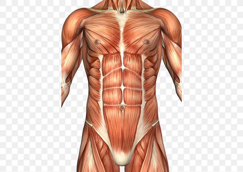 Rectus Abdominis Muscle Abdomen Anatomy Human Body Abdominal Wall, PNG, 406x581px, Watercolor, Cartoon, Flower, Frame, Heart Download Free