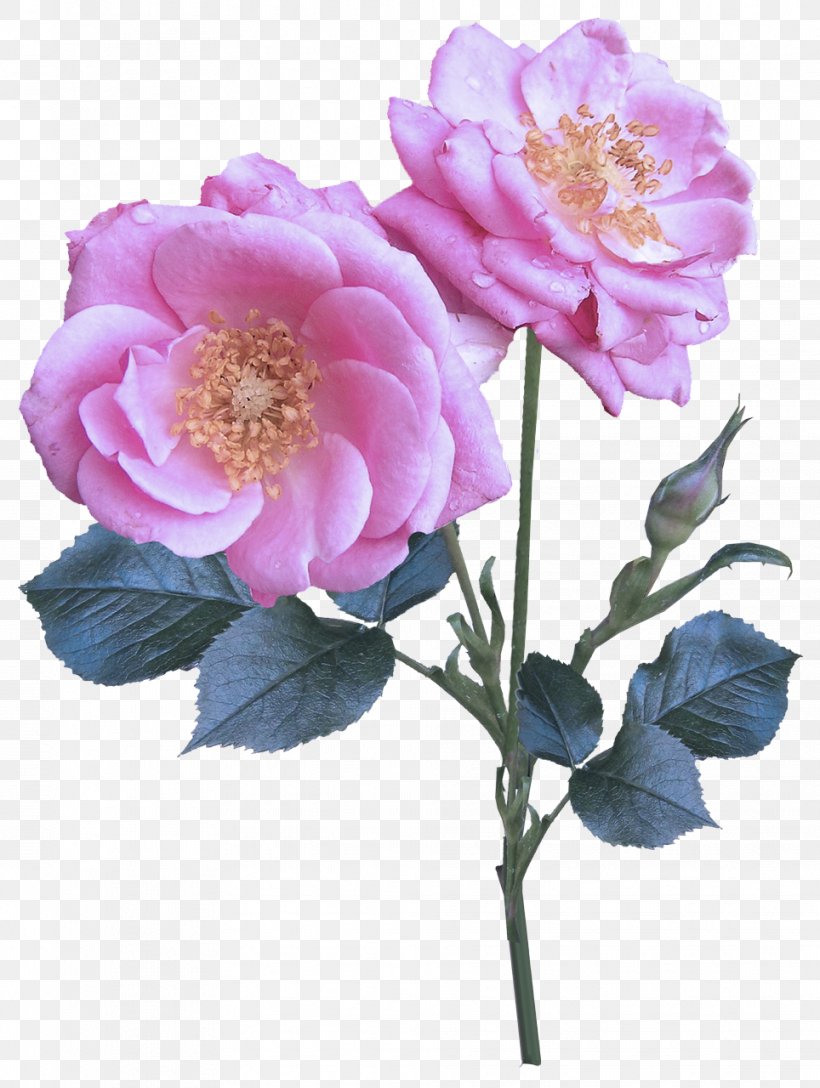 Rose, PNG, 964x1280px, Flower, Common Peony, Floribunda, Flowering Plant, Peony Download Free