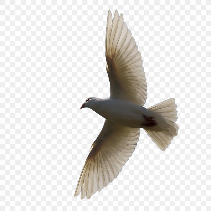 Bird Flight Bird Flight Domestic Pigeon Clip Art, PNG, 1200x1200px, Bird, Animation, Beak, Bird Flight, Domestic Pigeon Download Free