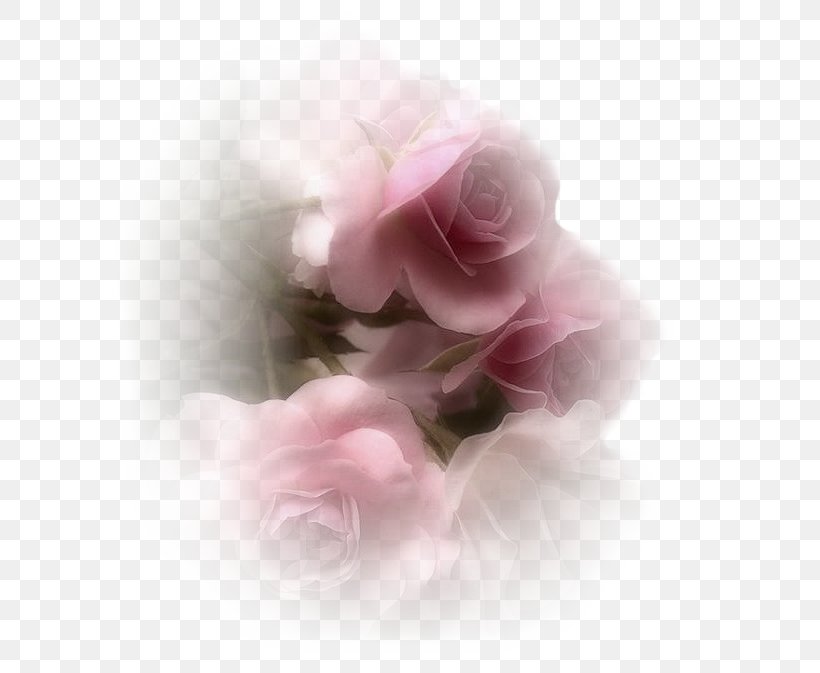 Garden Roses TinyPic Cabbage Rose Web Hosting Service Video, PNG, 600x673px, 2014, Garden Roses, Apunt, Cabbage Rose, Close Up Download Free