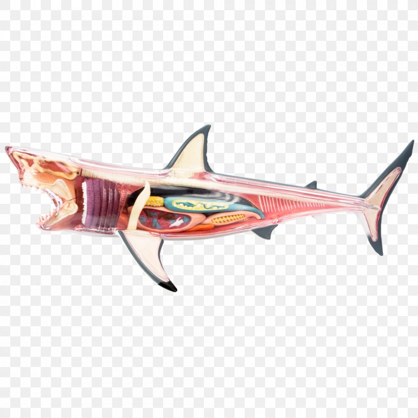 Great White Shark Chumming Fish Jaws, PNG, 1000x1000px, 4d Film, Shark, Anatomy, Animal Kingdom, Art Download Free