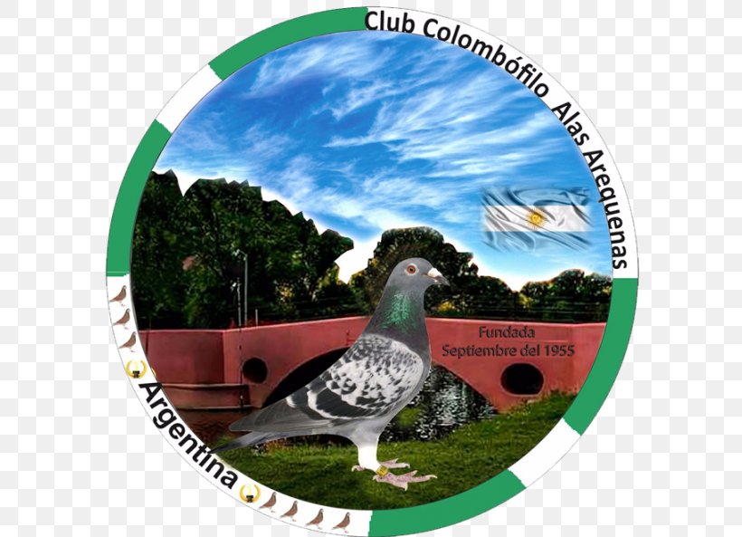 Homing Pigeon Rock Dove Pigeon Keeping Ecosystem Milonga, PNG, 594x593px, Homing Pigeon, Advertising, Association, Beak, Community Download Free